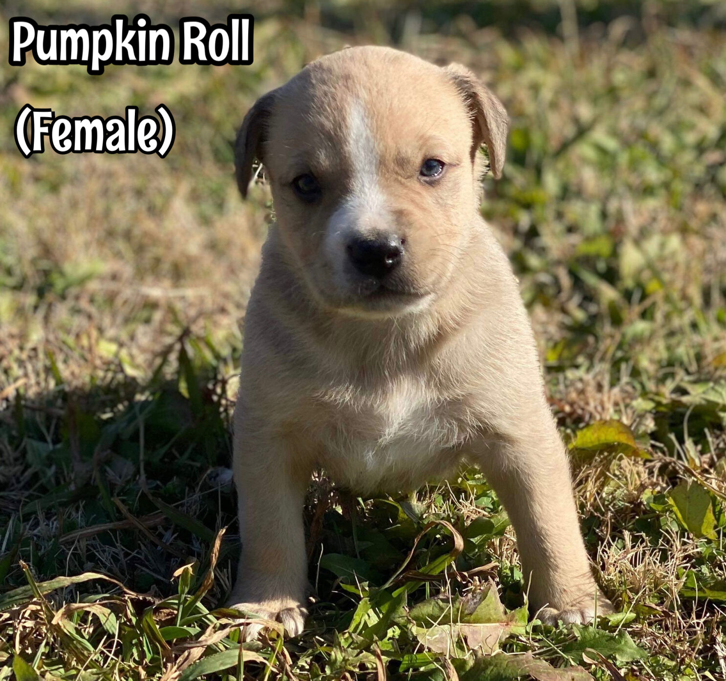 Pumpkin Roll